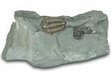 Flexicalymene Trilobite Fossil - Indiana #289062-3